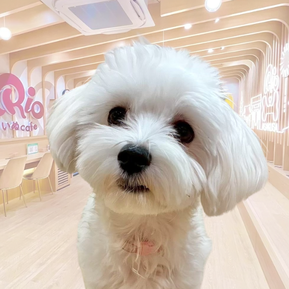 きゅん（Kyunn）