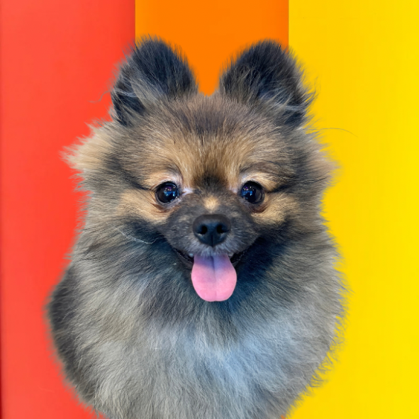 たぬまる（Tanumaru）