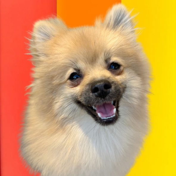 ぴよまる（Piyomaru）