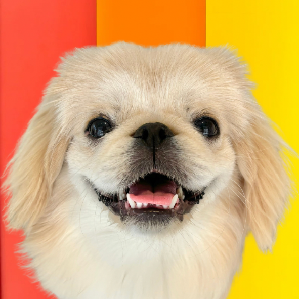 ぺったん(Pettan)