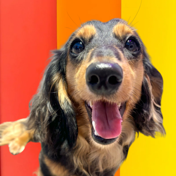 まいか（Maika）