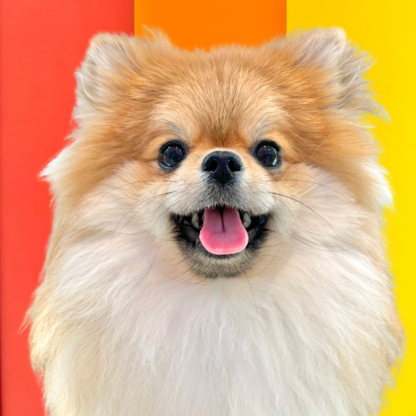 らいおんまる（Lionmaru）